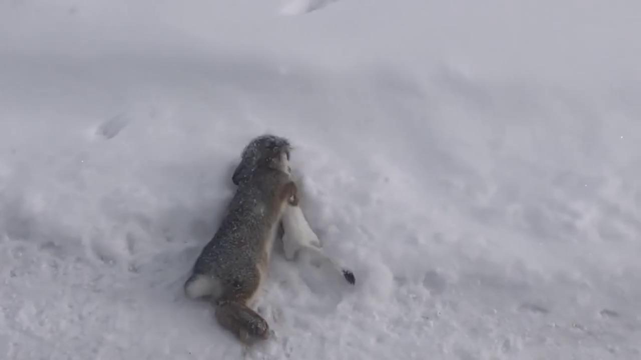 Video thumbnail for US: Tiny Weasel Drags Rabbit Nearly Twice Its Size Across Snow In Colorado.