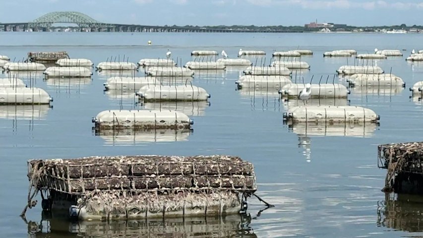 Video thumbnail for As oyster season surges, farmers and officials urge action to protect Great South Bay