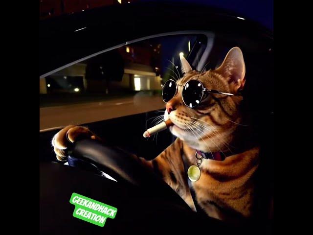 Video thumbnail for #buonadomenica #cat #god