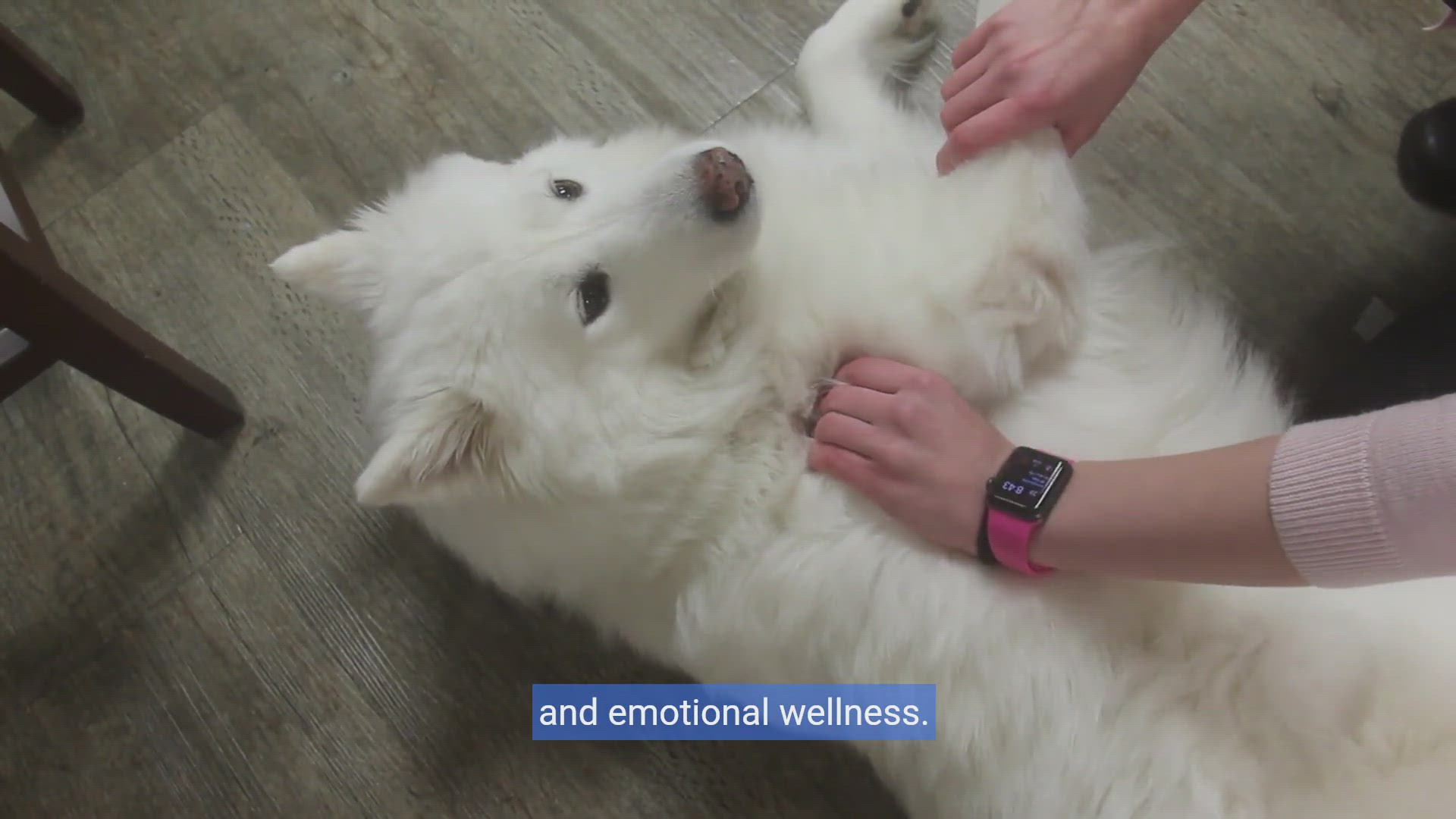 'Video thumbnail for Paws & Hearts: The Healing Power of Therapy Dogs'