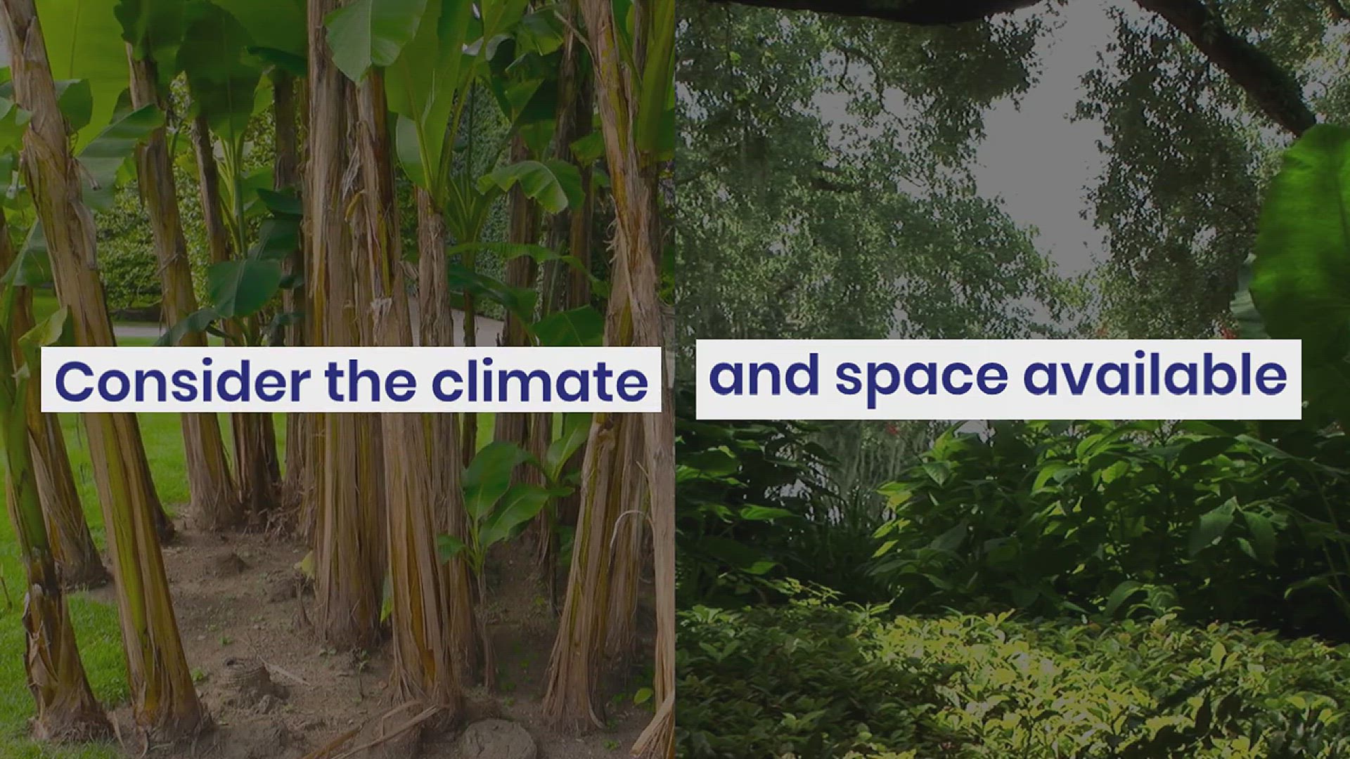 'Video thumbnail for How to Grow Banana in Your Garden'