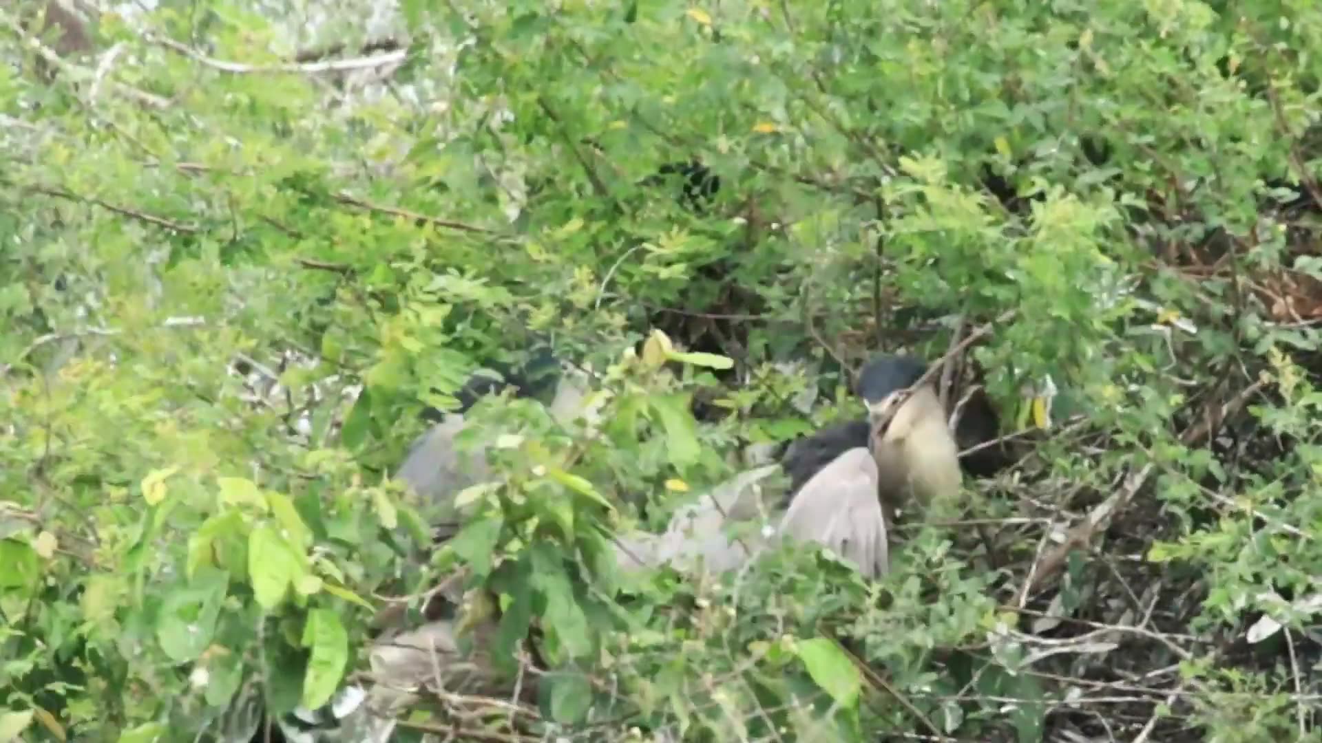 'Video thumbnail for The area of lake for all wild bird live'