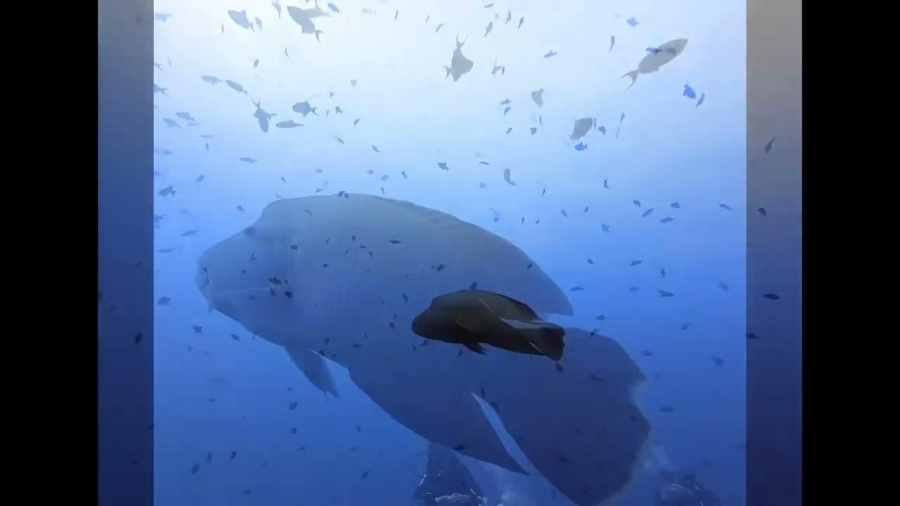 Video thumbnail for Exploring the Stunning Underwater World 🐠 🐡 of BAA Atoll’s 🏝️UNESCO Biosphere (May 2023)