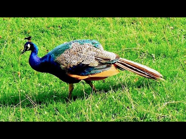 Video thumbnail for 10 Most Beautiful Birds You've Ever Seen