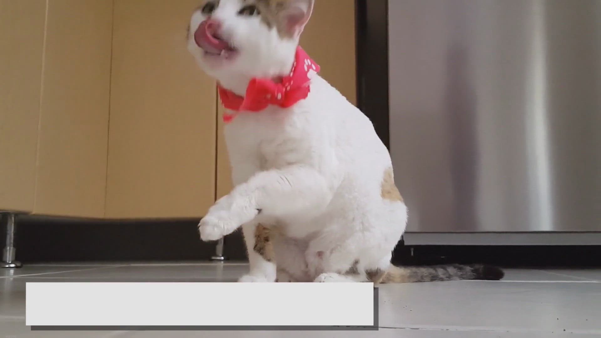 'Video thumbnail for Ragdoll Kittens: Essential Tips Every Owner Needs!'