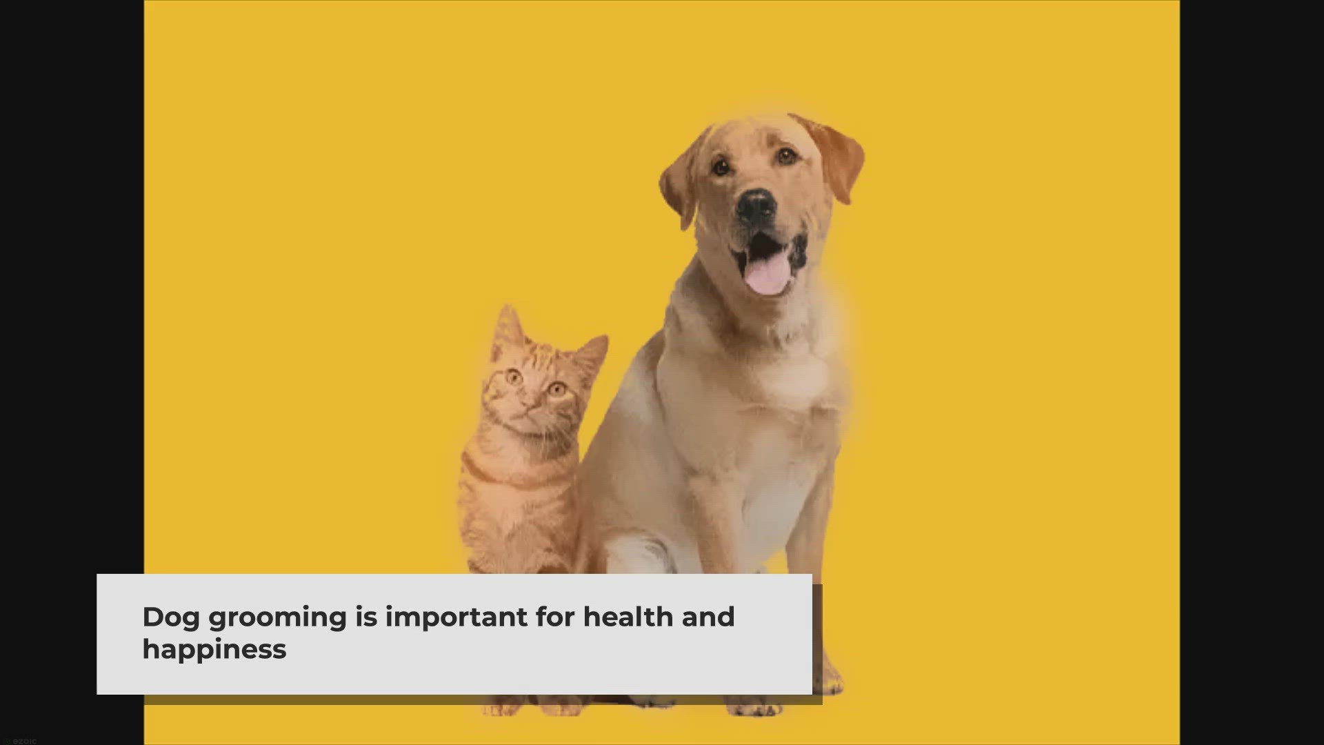 Video thumbnail for The Essential Elements of Dog Grooming