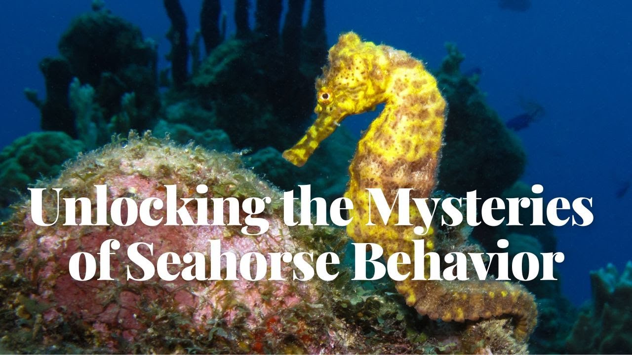 'Video thumbnail for Unlocking the Mysteries of Seahorse Behavior: Prepare for a Wild Ride'