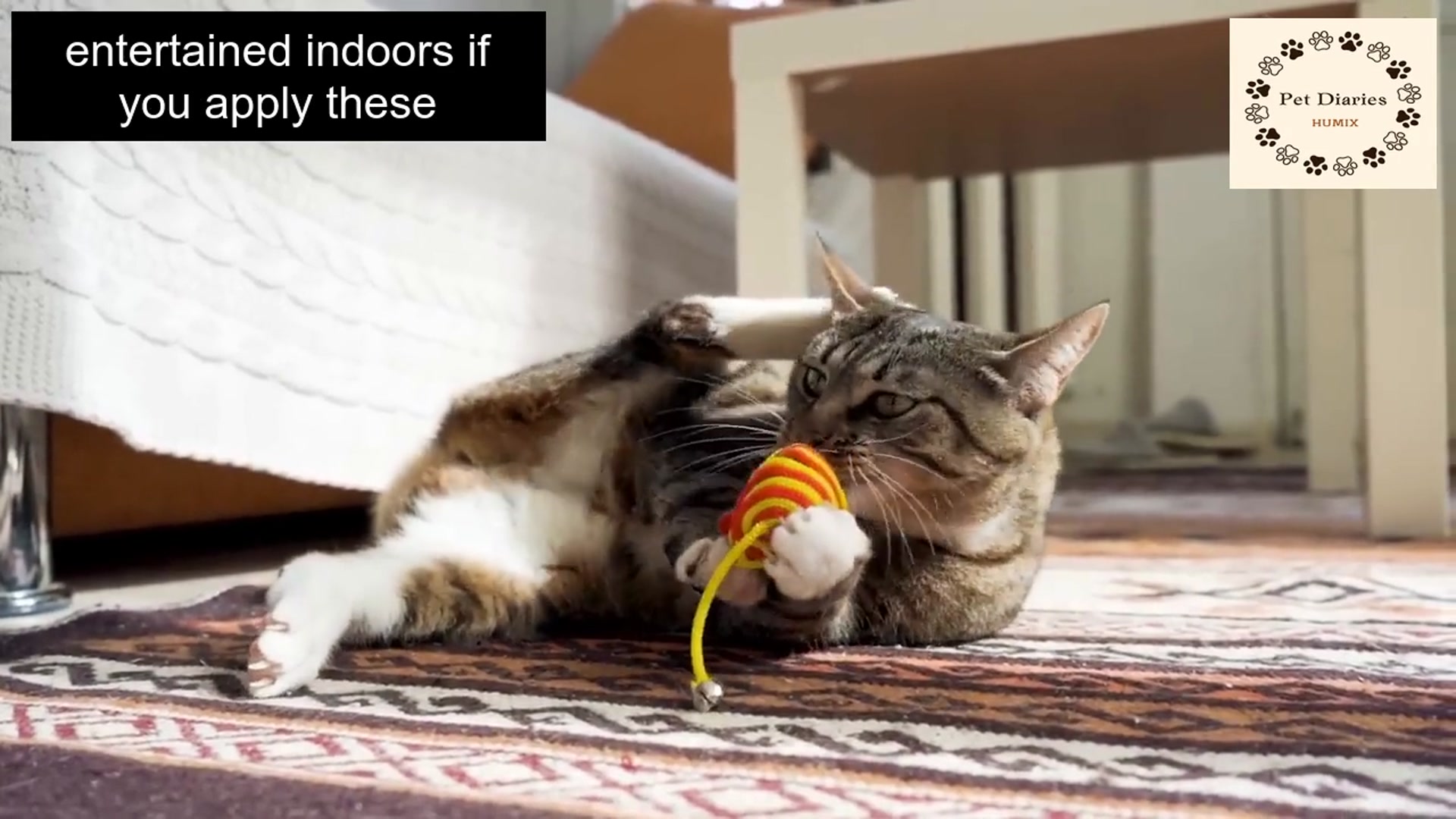 'Video thumbnail for Fun Ways to Keep Your Cat Happy'