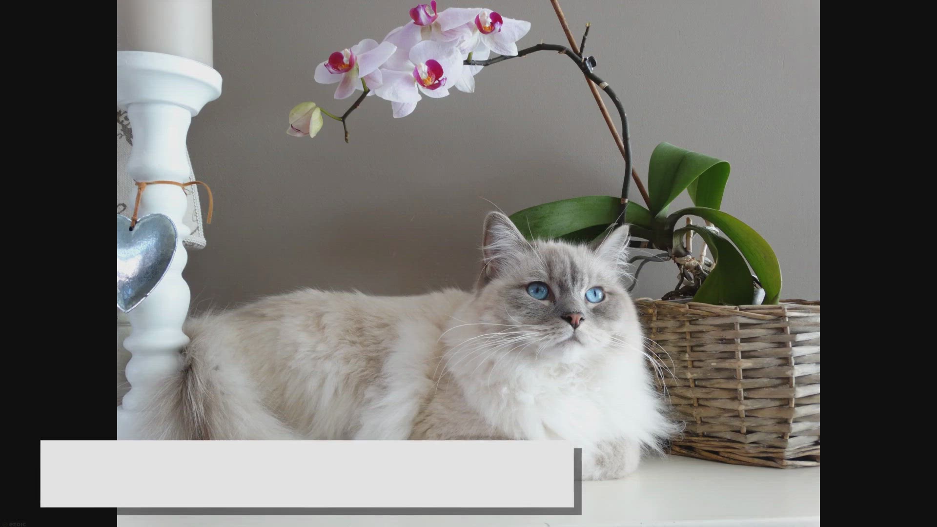 'Video thumbnail for Ultimate Ragdoll Cat Care Guide: Keeping Your Feline Healthy'