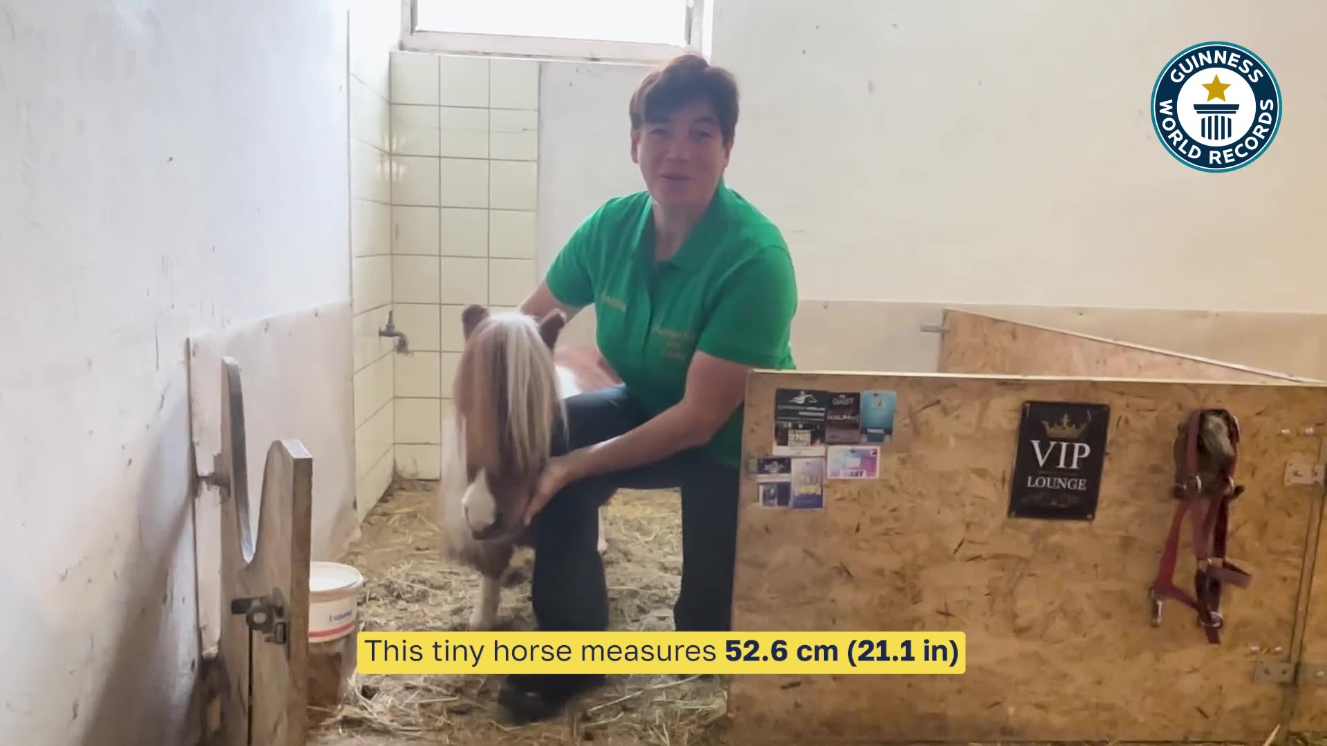 Video thumbnail for Shortest living horse  Pumuckel at 52.6 cm (21.1 in)