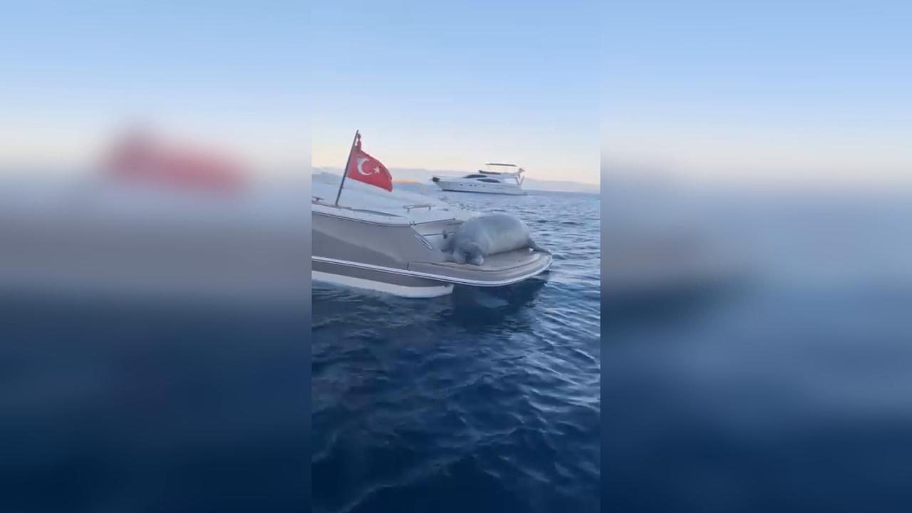 Video thumbnail for Türkiye: Rare Mediterranean monk seal discovered sunbathing on motor yacht in Bodrum, Türkiye.