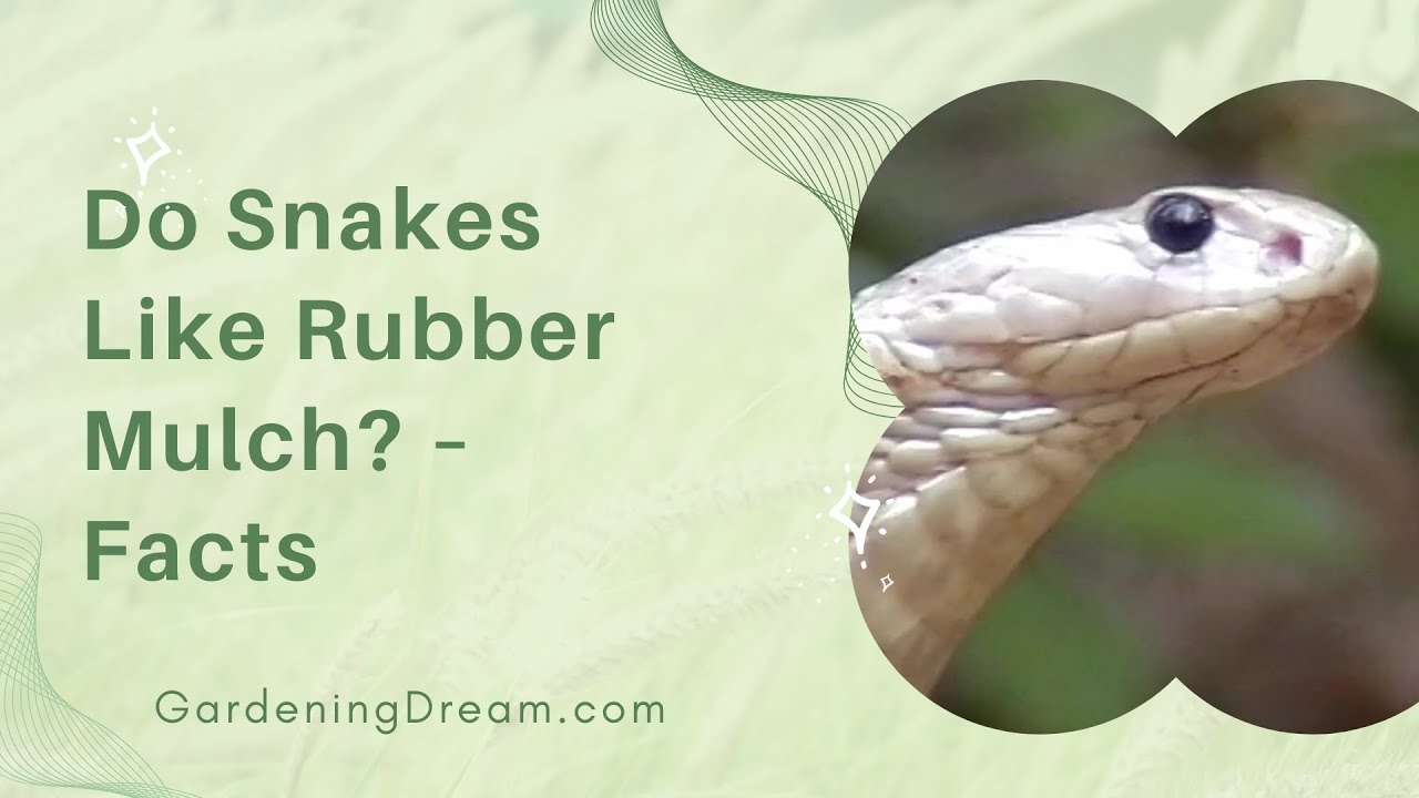 Video thumbnail for Do Snakes Like Rubber Mulch? – Facts