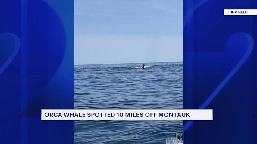 Video thumbnail for Orca whale spotted 10 miles off Montauk