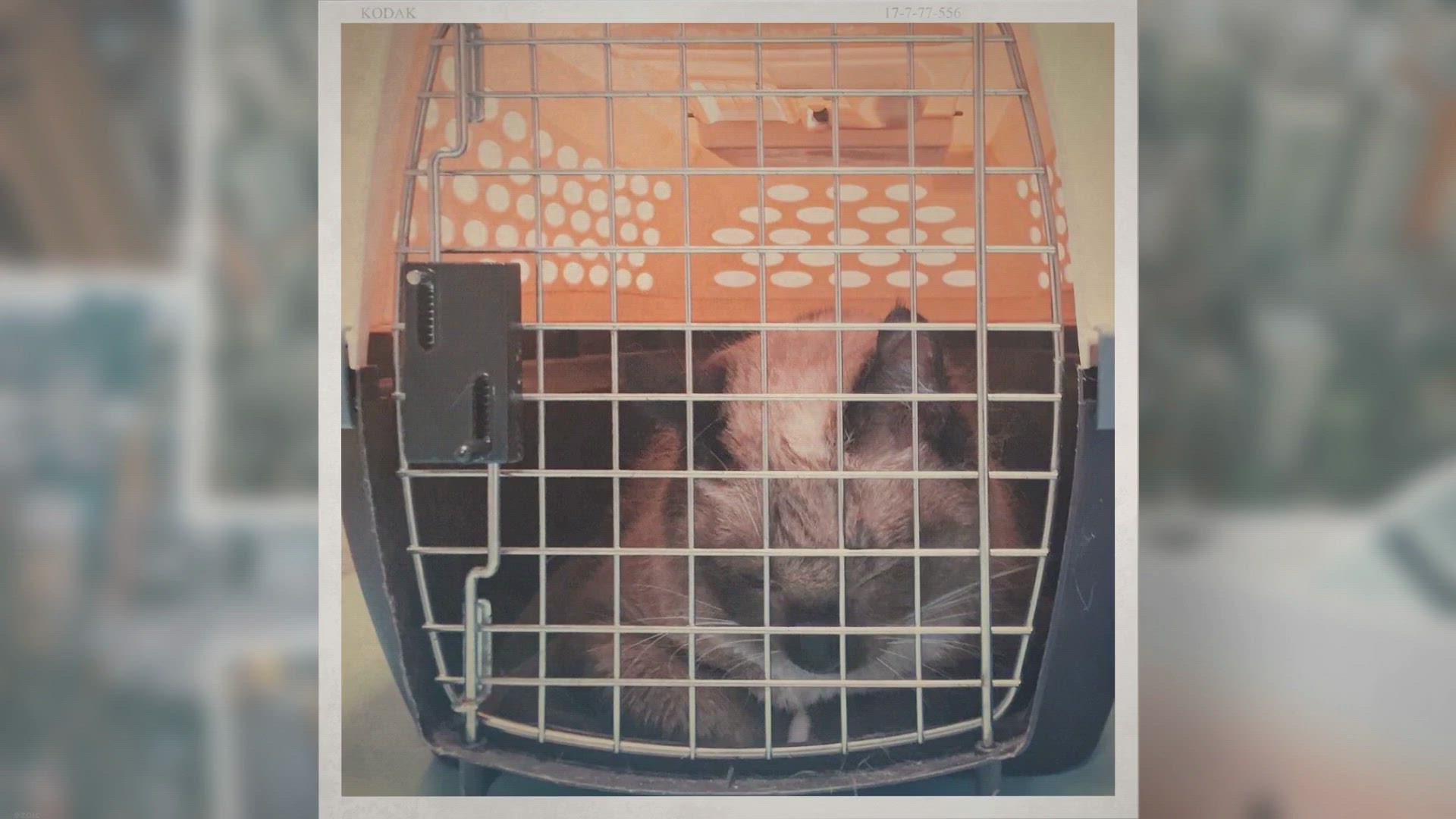 Video thumbnail for Ear Infection What You Need To Know