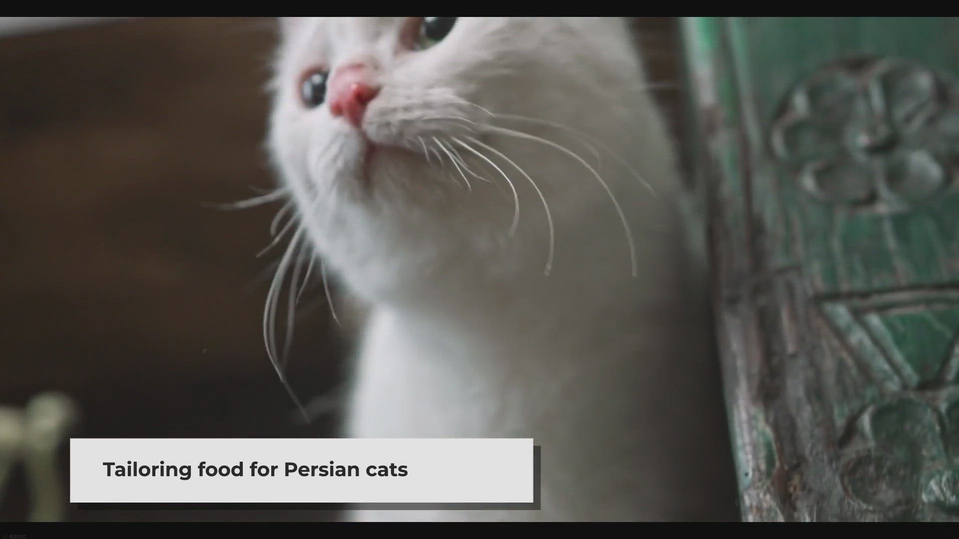 Video thumbnail for Choosing the Right Food for Your Persian Cat