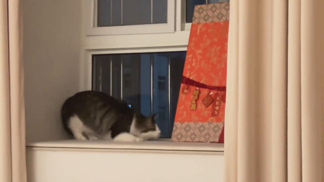 Video thumbnail for China: Cats in China Turn Cat House Into Comic Magic Trick.