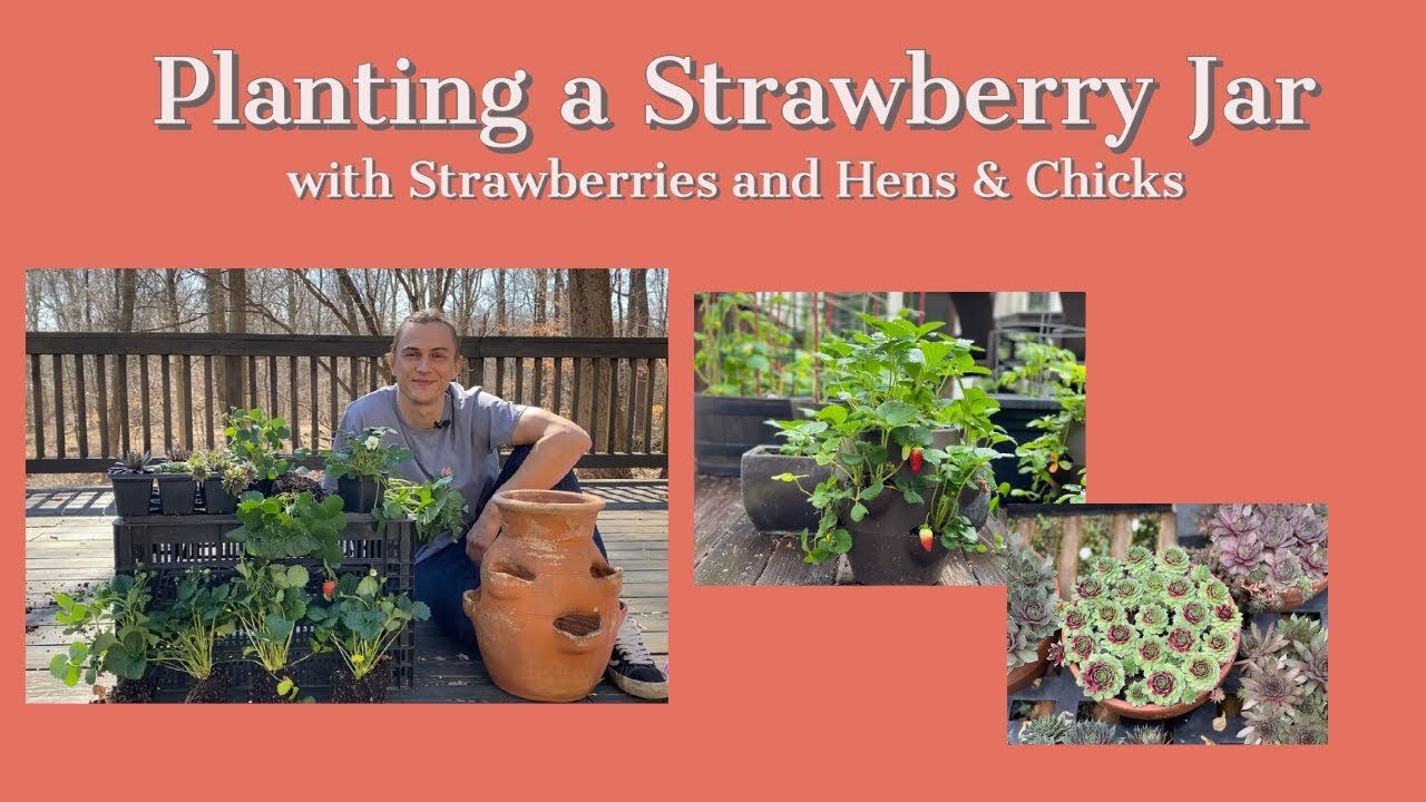Video thumbnail for Growing STRAWBERRY Plants for Tons of Fruit - Strawberry Jar