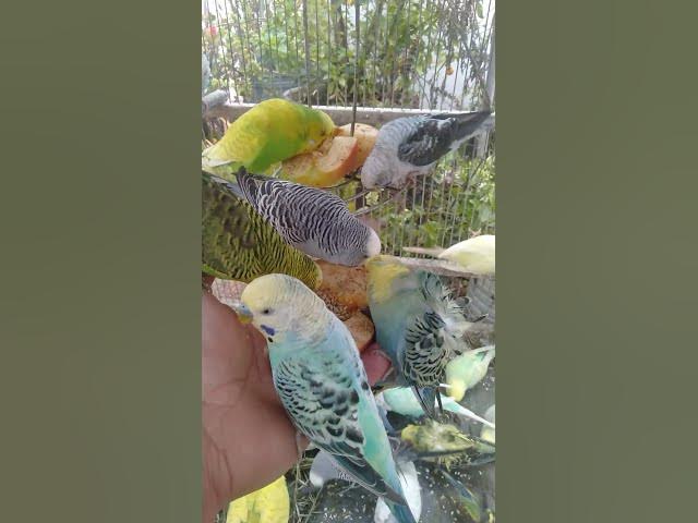 Video thumbnail for 🛍️日本で見つけた注目インコグッズ🐦✨ #おすすめ 🛍️