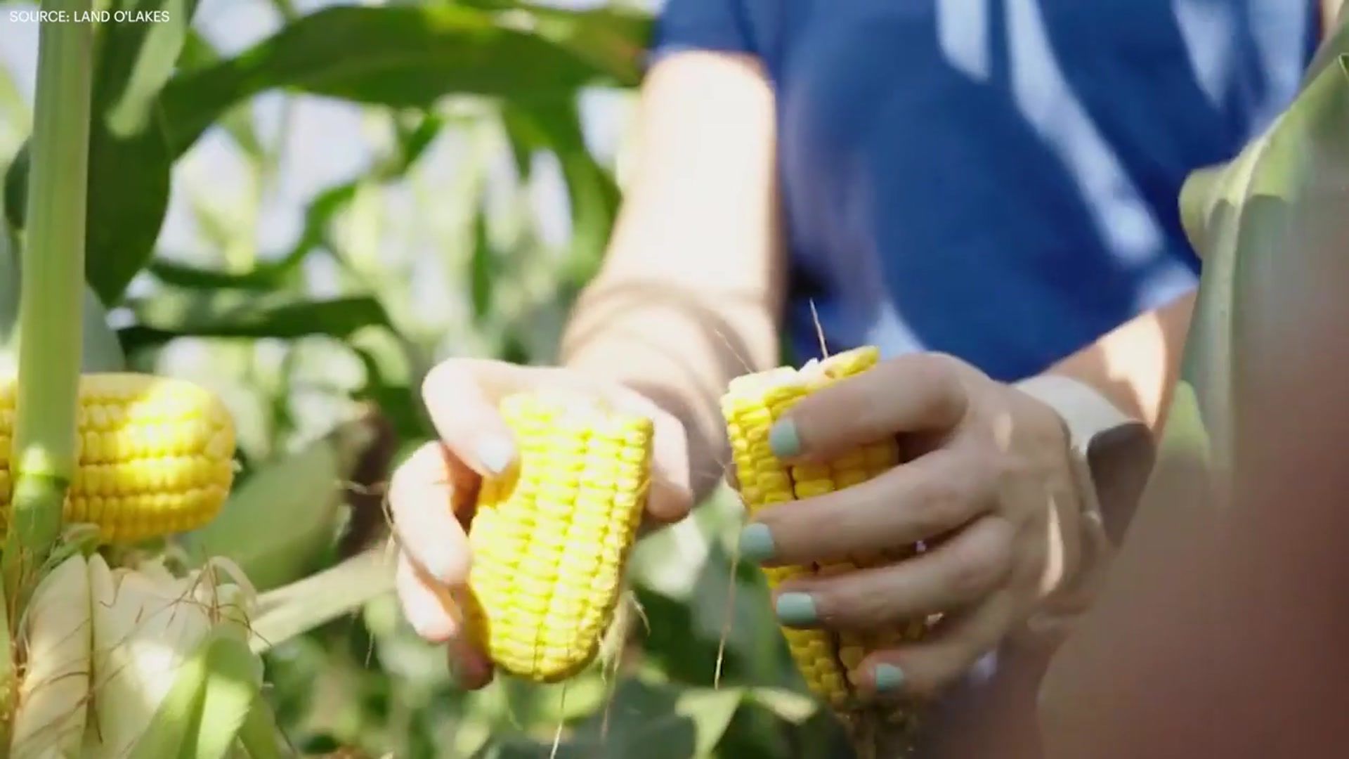 'Video thumbnail for “Farmers are the ultimate entrepreneur,” Land O’Lakes SVP Leah Anderson  | Next to Lead'