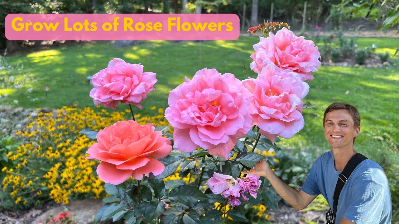 Video thumbnail for Easy ROSE Care for Months of Flowers - Complete Tutorial