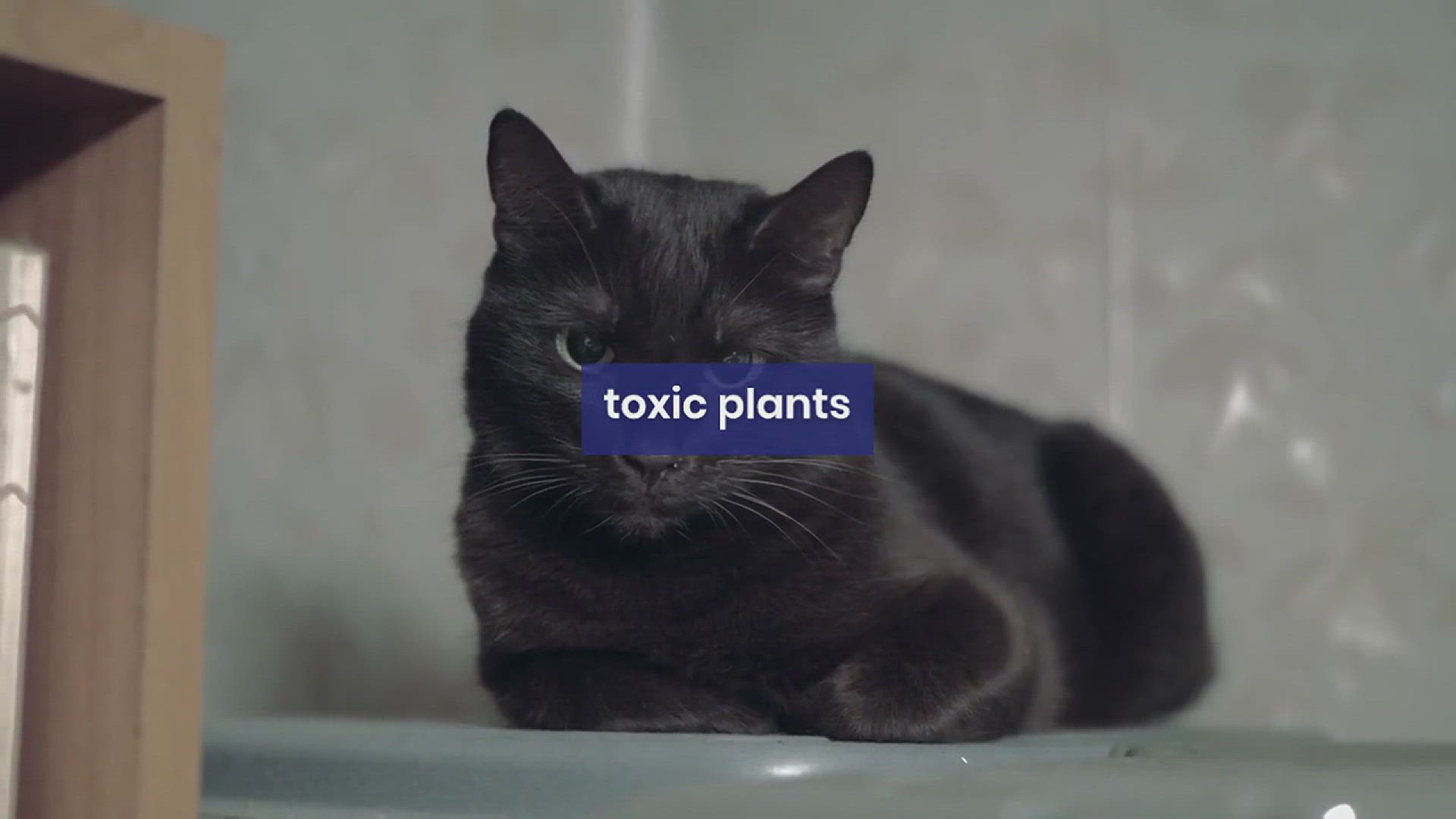 'Video thumbnail for Toxic Plants for Cats'