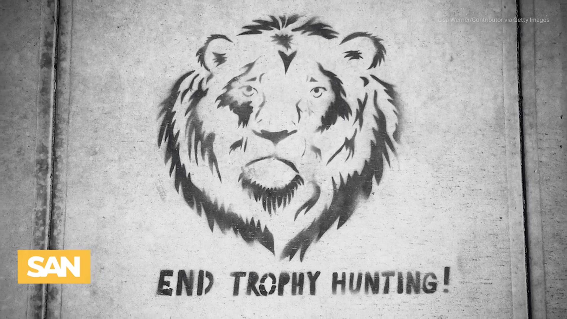'Video thumbnail for 'No lion is safe': Blondie the lion lured from protected research area and killed'