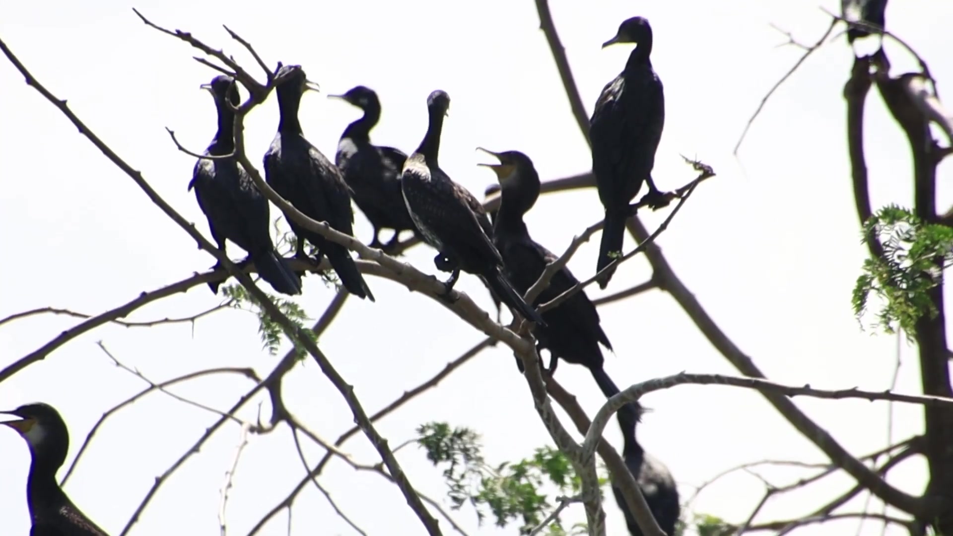 'Video thumbnail for The area of lake, black bird a lot 3'
