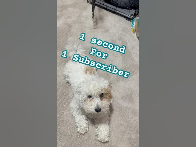 Video thumbnail for 1 Follower = 1 Second ๐ถ #puppy