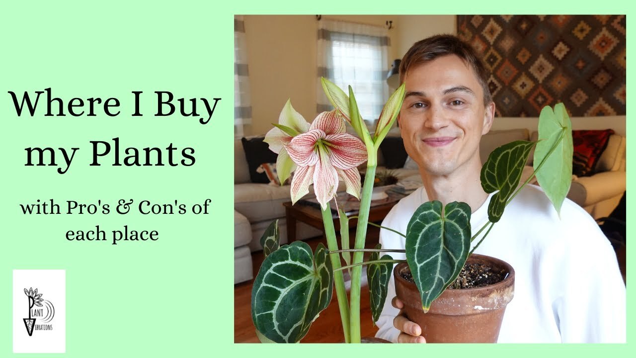 Video thumbnail for Where to Buy Good Plants - Cheap Plants, Rare Plants, Online Plants & Everything in Between