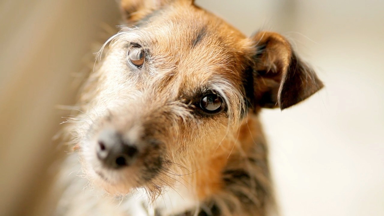 Video thumbnail for Why Are Dogs' Brains Getting Bigger? Scientists Remain Baffled