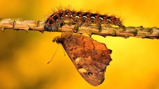 Video thumbnail for Caterpillar Faces Its Future: Up Close with a Butterfly