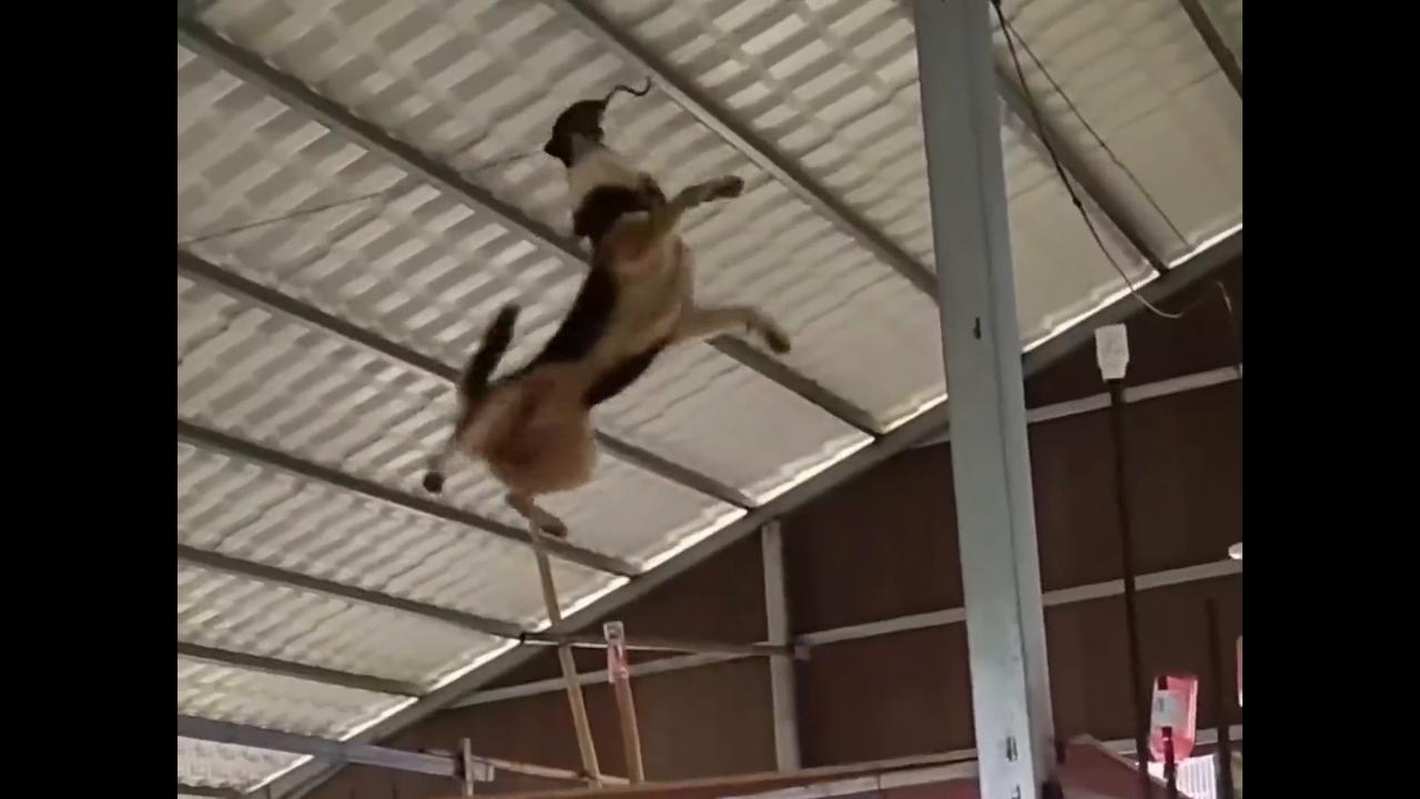 Video thumbnail for China: Chinese village dog clears obstacles and catches hanging rat in midair.