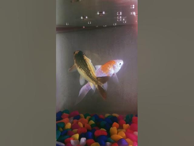 Video thumbnail for Gold fish in love #shorts #short #love