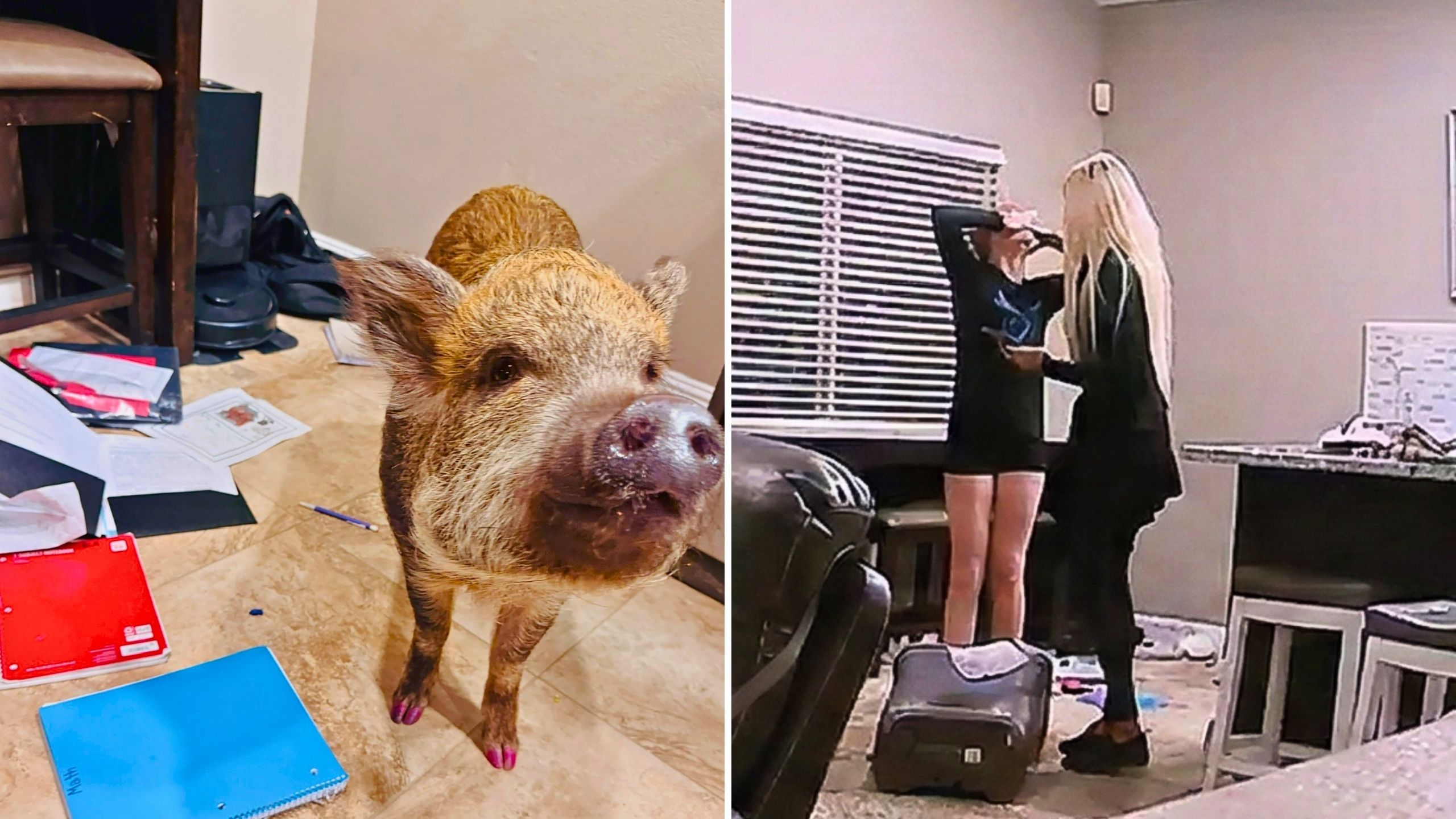 Video thumbnail for Girl Tells Teacher Pig Ate Her Homework - And Has The Video To Prove It