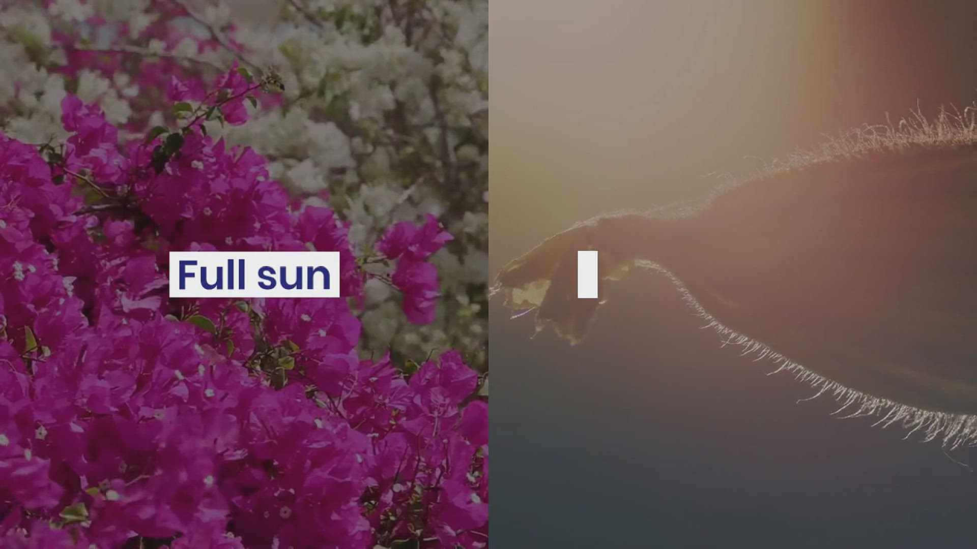 'Video thumbnail for How to Grow Egyptian Star Cluster in Your Garden'