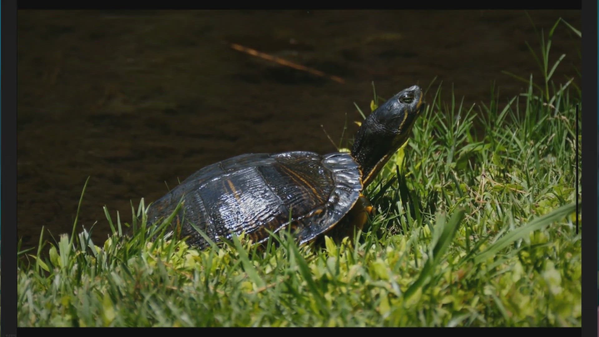 Video thumbnail for The Surprising Truth: How Long Can Softshell Turtles Be Out of Water?