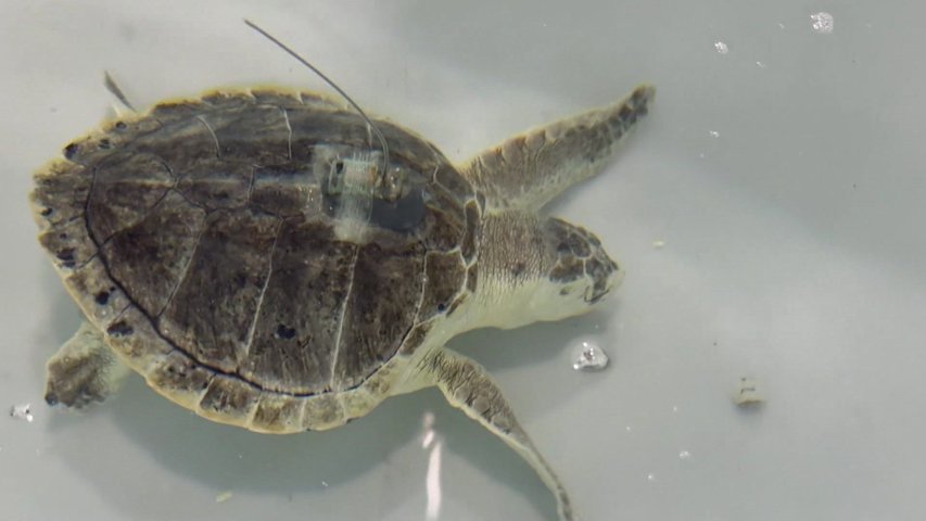 Video thumbnail for Westhampton non-profit helps cold stunned sea turtles from around East Coast