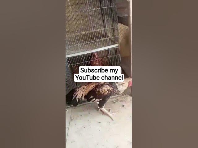 Video thumbnail for 1 February 2026