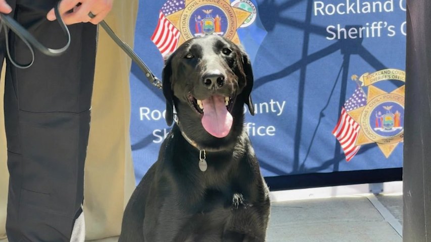 Video thumbnail for K‑9 Lloyd joins Rockland Sheriff’s Office, honors fallen firefighter