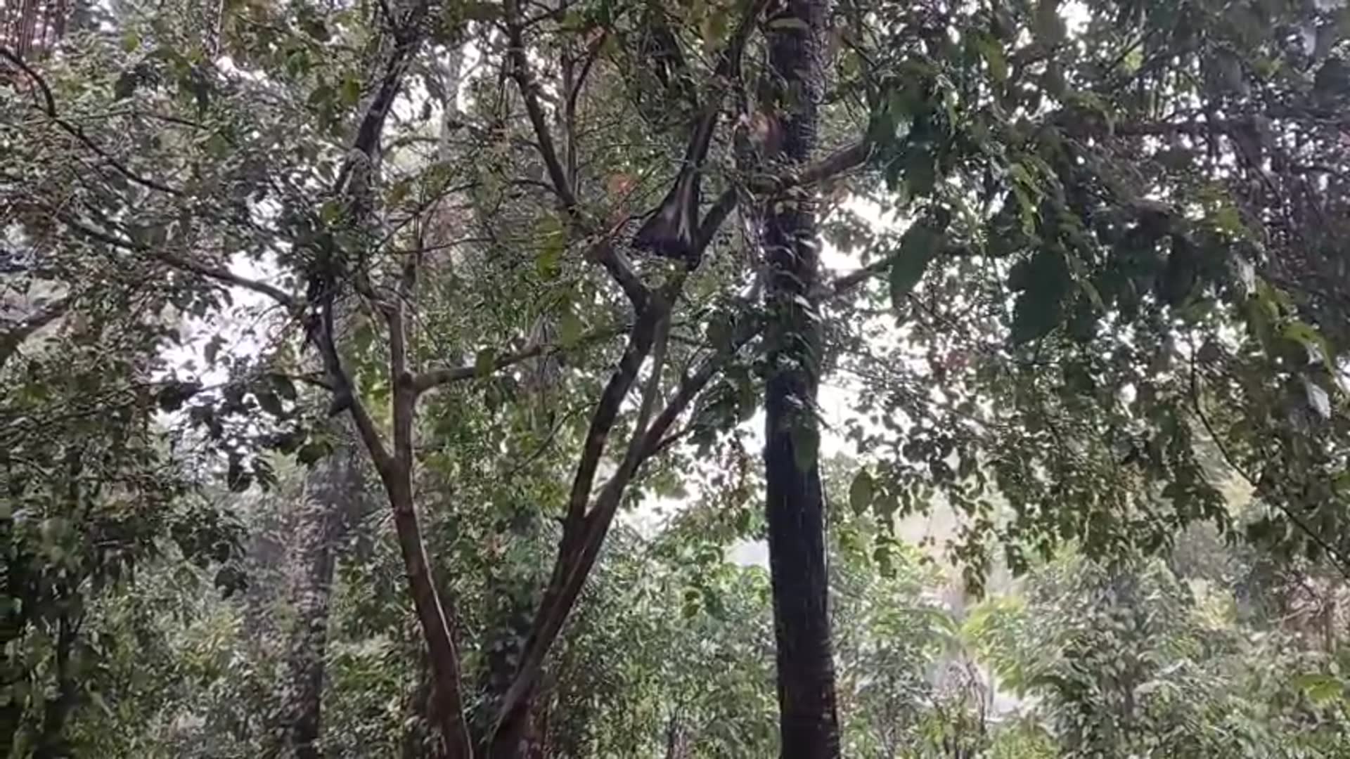 Video thumbnail for Rain, Greenery & Village silence