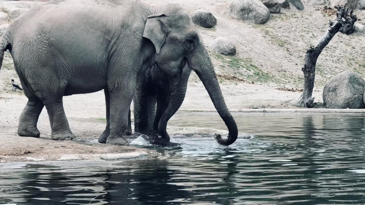 Video thumbnail for Elder Elephants Work Together to Save Baby Elephant