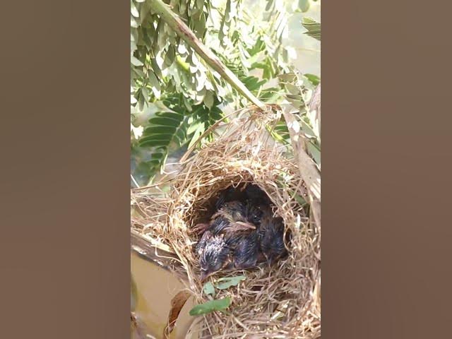 Video thumbnail for Babies Bird Cries Feed Eat (EP-90)  #birds #nature #birdfeeding #birdwatching