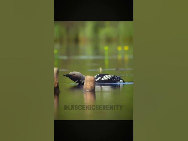 Video thumbnail for Black-throated loon