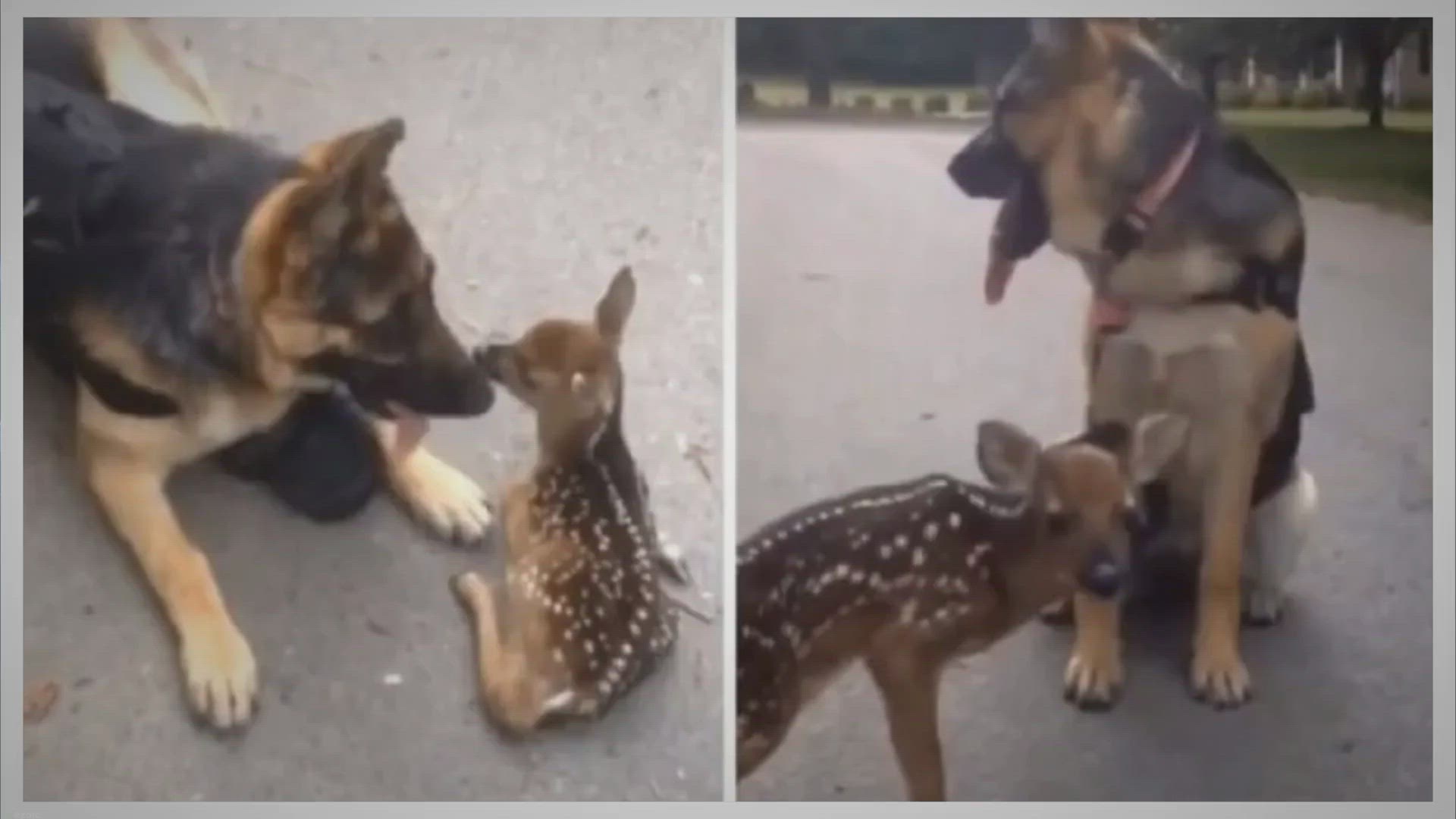 Video thumbnail for Lօst fawn thinks Gеrman Shеphеrd is his mօm, fօllօws hеr arօund fօr snugglеs