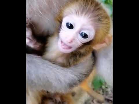Video thumbnail for Death baby Monkeys so pity