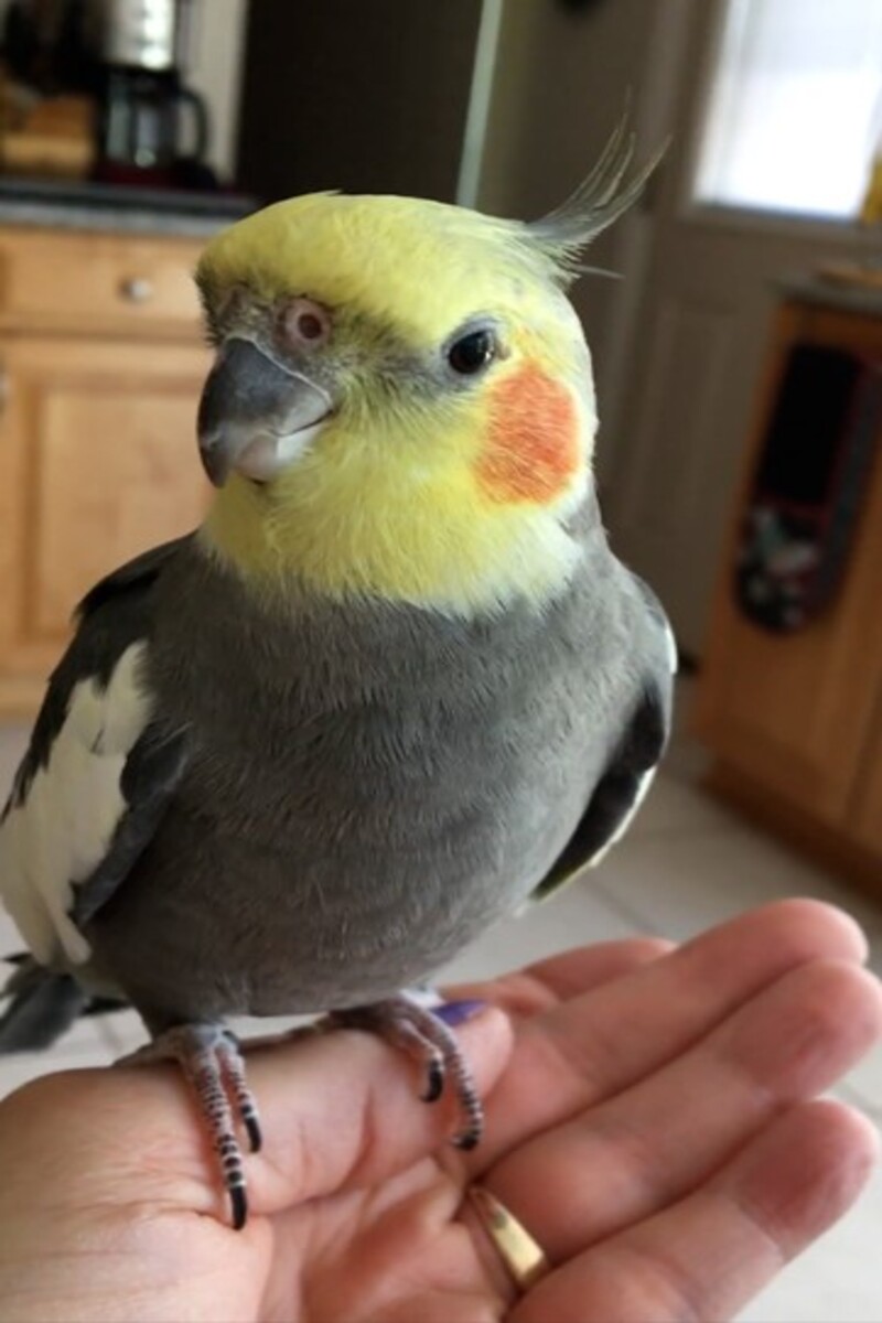 Video thumbnail for Oldest cockatiel living  Sonny at 32 years and 292 days old