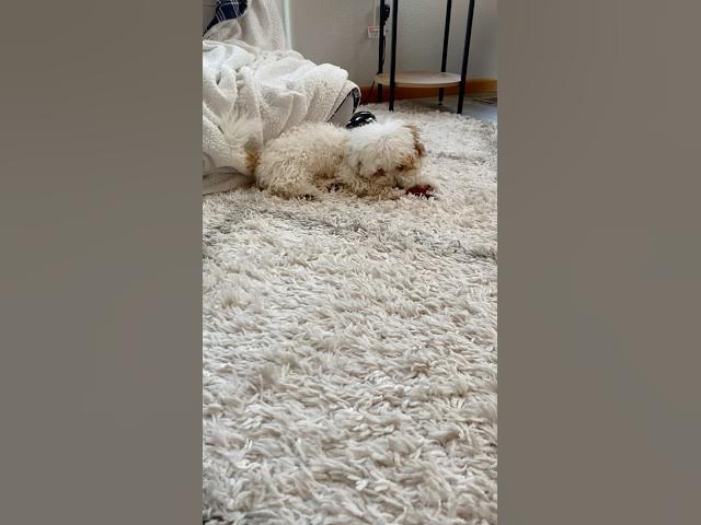 Video thumbnail for Day 12 #shorts