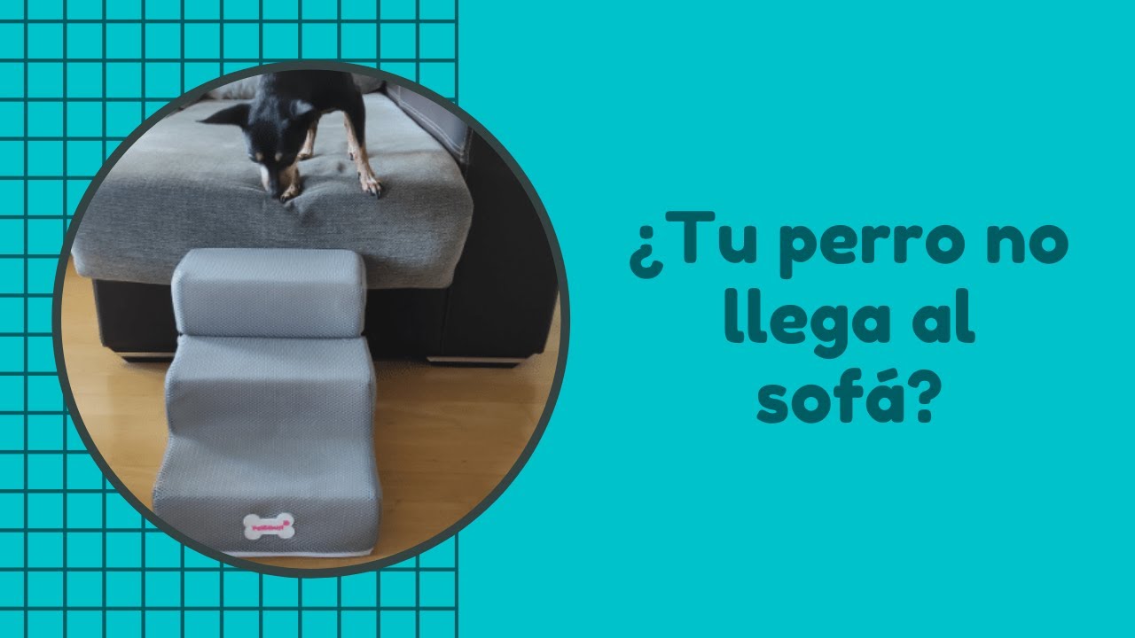 Video thumbnail for Escalera para perros 🐕 #pinscher miniatura