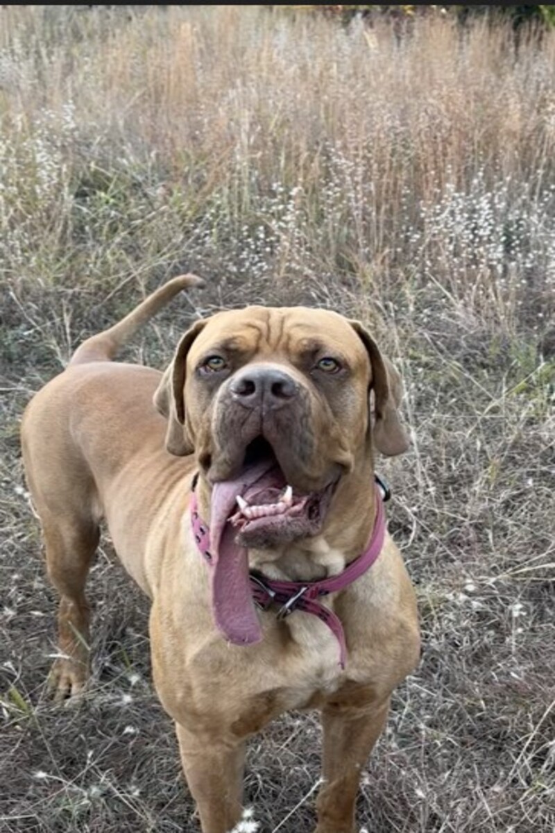 Video thumbnail for Longest tongue on a dog  18.89 cm (7.83 in) on Ozzy Pick