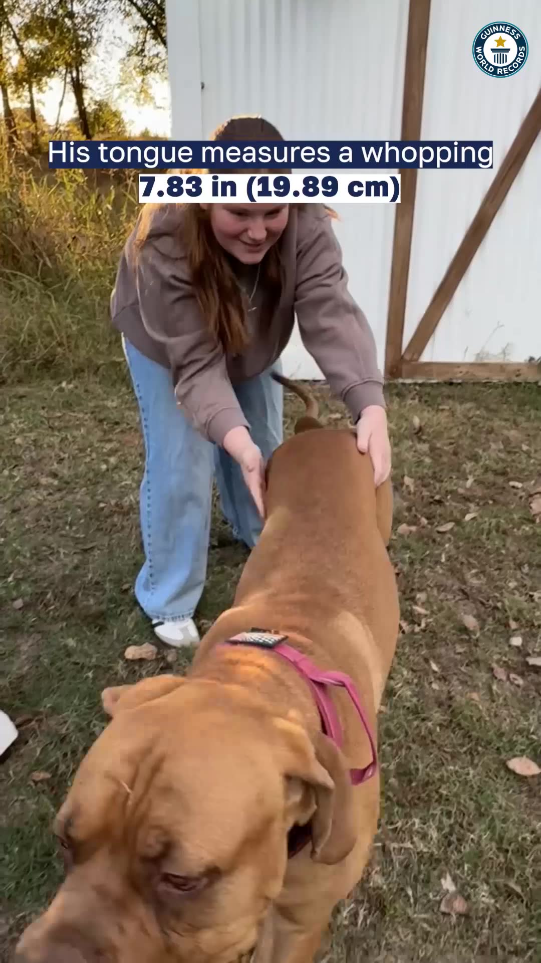 Video thumbnail for Longest tongue on a dog  18.89 cm (7.83 in) on Ozzy Pick